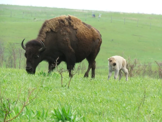 Raro bisão-branco nasce em Iowa e torna-se símbolo de esperança ecológica