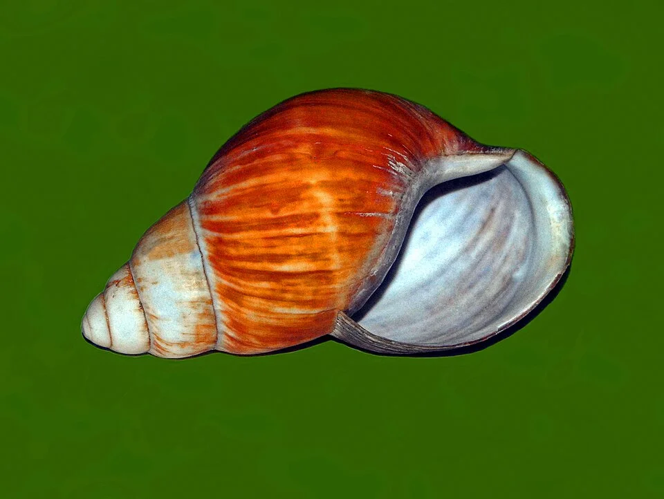 Este caracol gigante tem o tamanho de um croissant — e uma corrida internacional está tentando salvá-lo da extinção