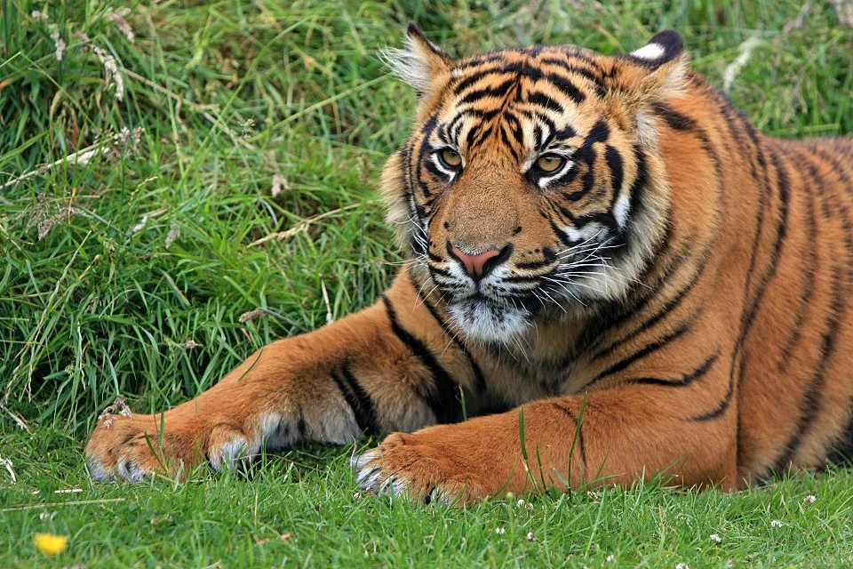 Filhotes raríssimos de tigre-de-sumatra nascem no Reino Unido e dão fôlego à conservação da espécie