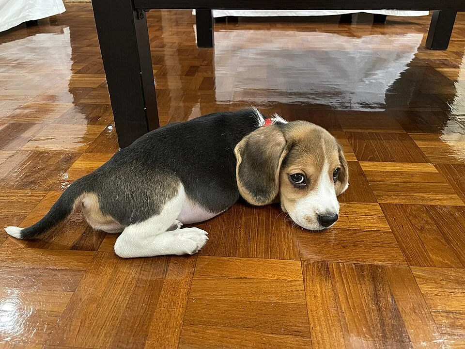 União de organizações garante adoção histórica e transforma a vida de 1.500 beagles